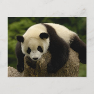 Carte Postale Panda bébé géant (Ailuropoda melanoleuca) 4