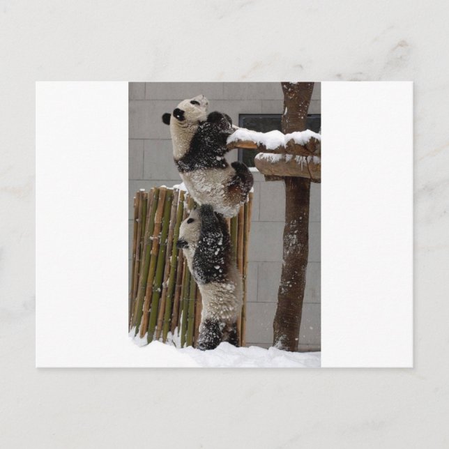Carte Postale Panda Boost (Devant)