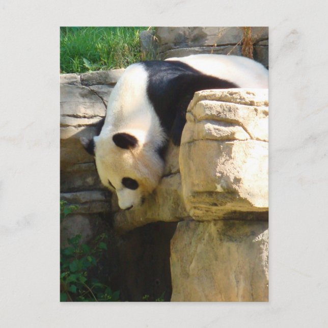 Carte Postale Panda chaud (Devant)