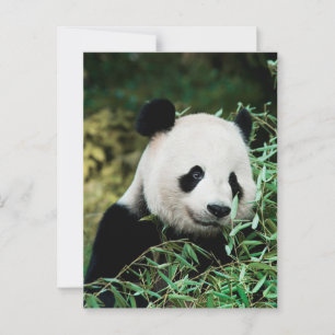 Carte Postale Panda dans un buisson