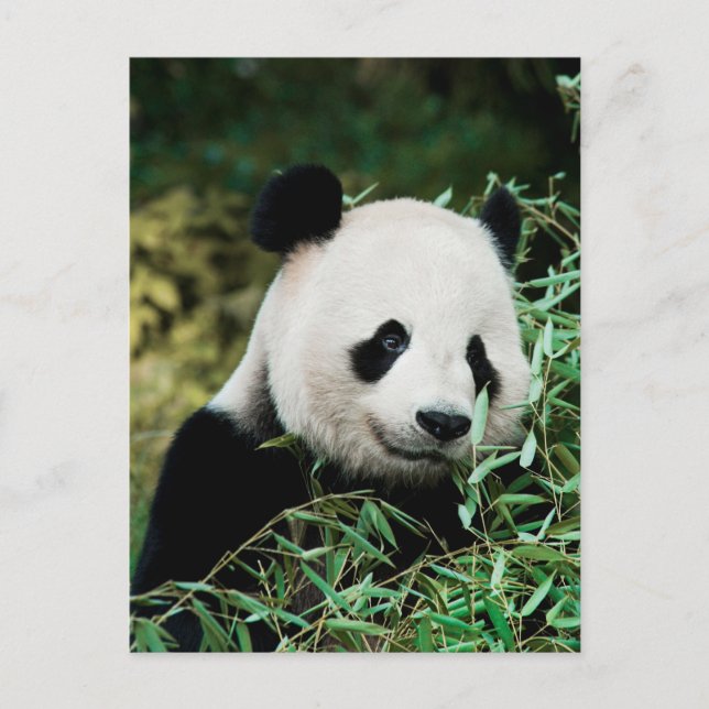 Carte Postale Panda dans un buisson (Devant)