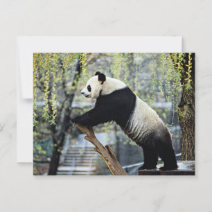 Carte Postale Panda debout
