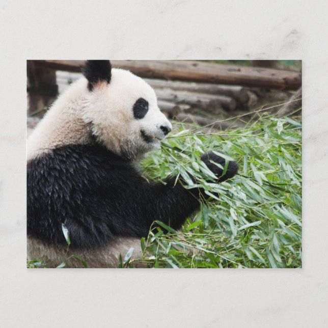 Carte Postale Panda et Bambou (Devant)