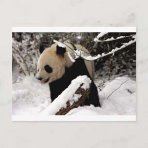 Carte Postale Panda géant