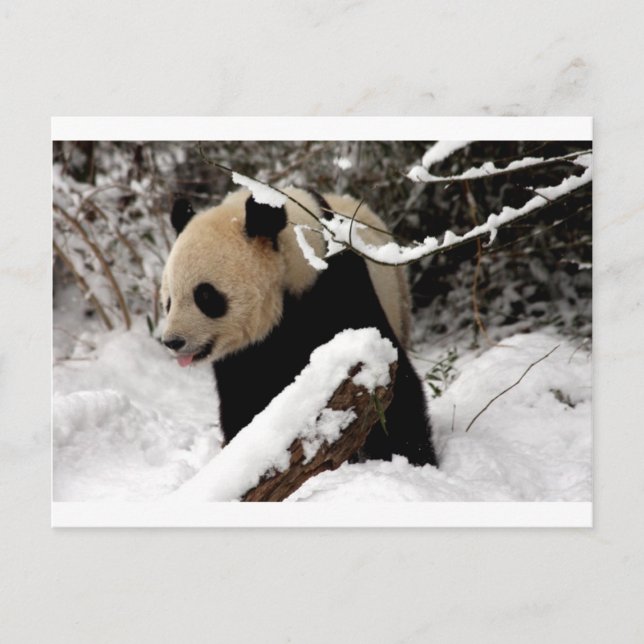 Carte Postale Panda géant (Devant)