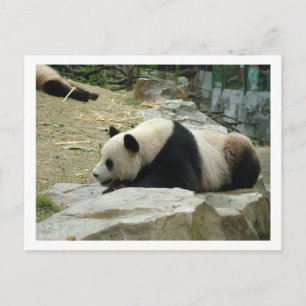 Carte Postale Panda géant
