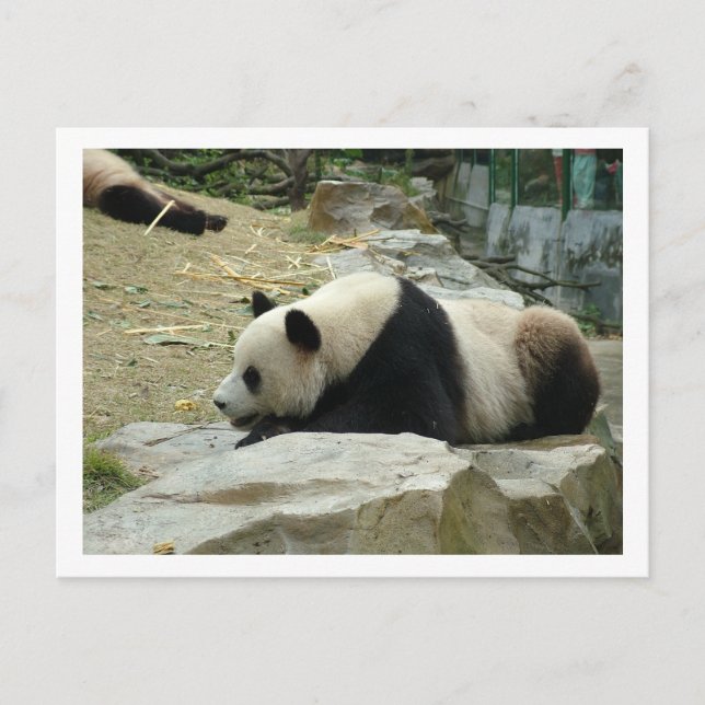 Carte Postale Panda géant (Devant)