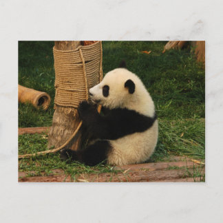 Carte Postale Panda géant