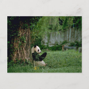 Carte Postale Panda géant