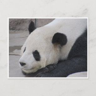 Carte Postale panda géant