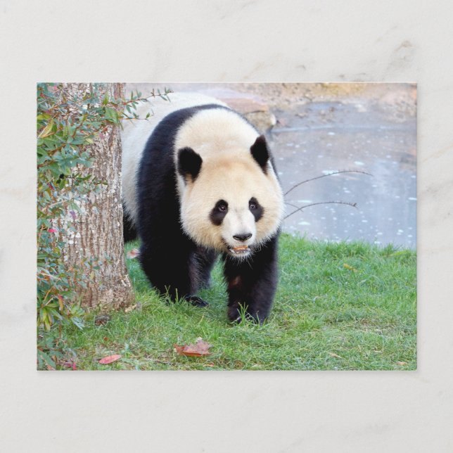 Carte postale Panda géant, animaux 0328. (Devant)