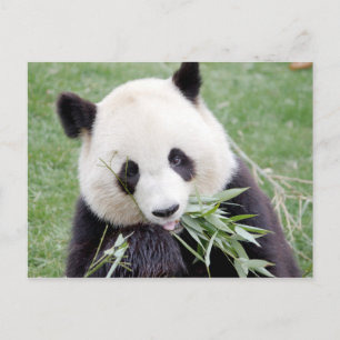 Carte postale Panda géant, animaux 0330.