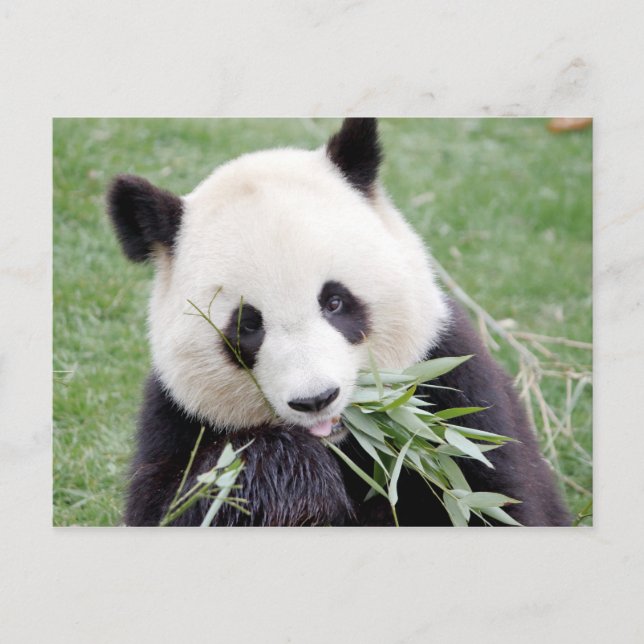 Carte postale Panda géant, animaux 0330. (Devant)