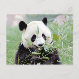 Carte postale Panda géant, animaux 0331.