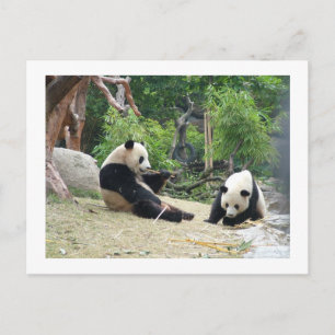 Carte Postale Panda géant, bambou