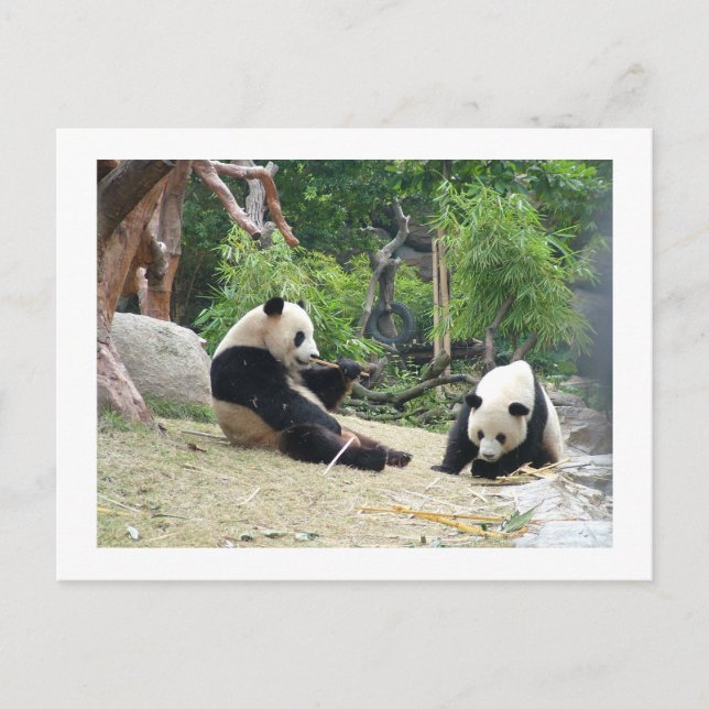 Carte Postale Panda géant, bambou (Devant)