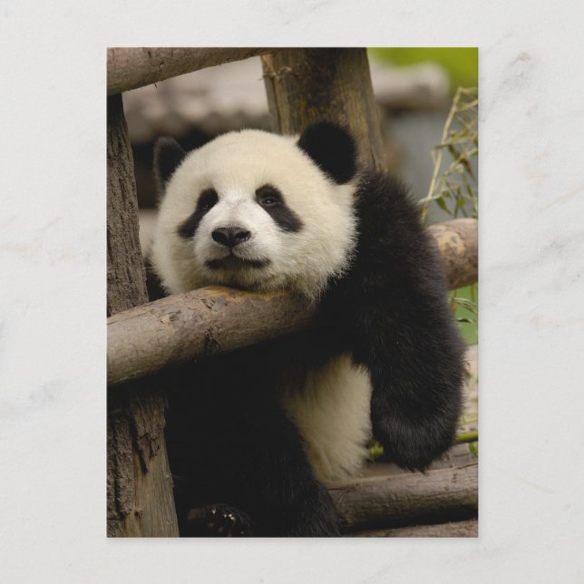 Carte Postale Panda géant bébé Ailuropoda melanoleuca) (Devant)