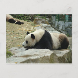 Carte Postale Panda géant dans un zoo pour animaux sauvages en p