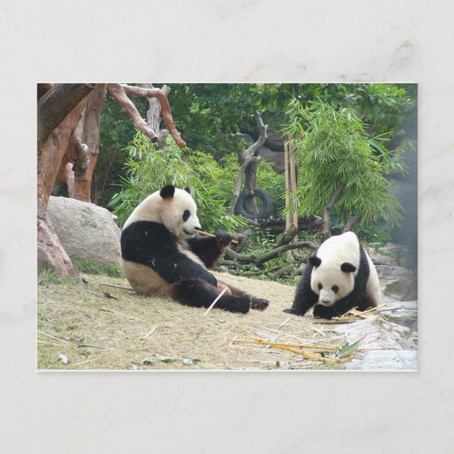 Carte Postale Panda géant dans un zoo pour animaux sauvages en p (Devant)