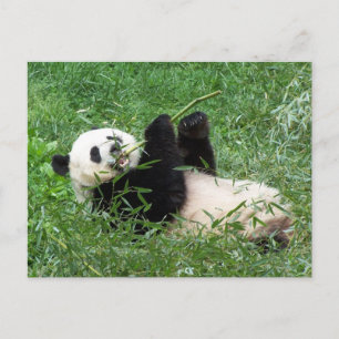 Carte Postale Panda Géant Lounge Manger Bambou