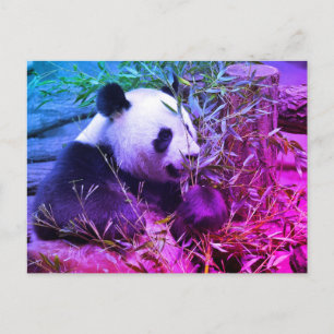 Carte Postale Panda géant mangeant du bambou