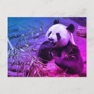 Carte Postale Panda géant mangeant du bambou