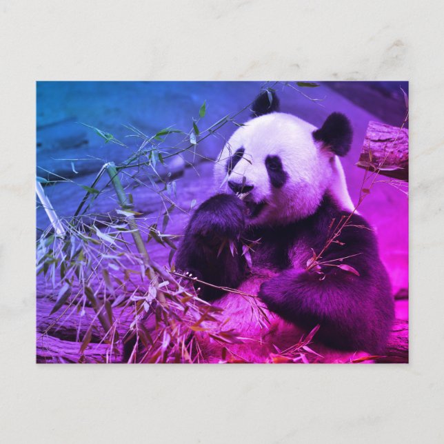 Carte Postale Panda géant mangeant du bambou (Devant)
