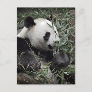 Carte Postale Panda géant mangeant du bambou