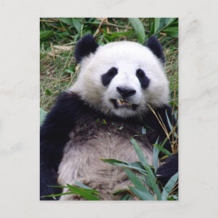 Carte Postale Panda, Grinning, Animaux, Chine