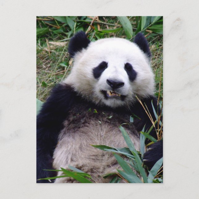 Carte Postale Panda, Grinning, Animaux, Chine (Devant)