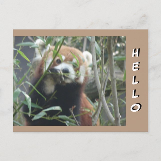 Carte postale Panda HELLO Rouge mignet (Devant)