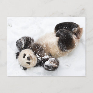 Carte Postale Panda Jouer dans la neige photo hiver