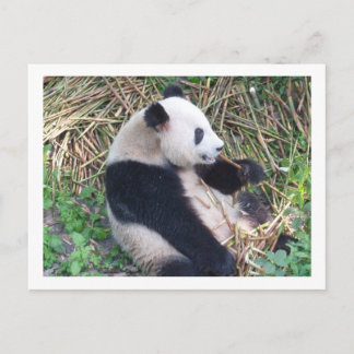 Carte Postale Panda Mange
