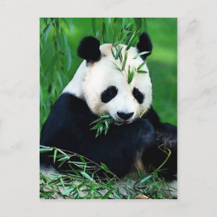 Carte Postale Panda Manger Feuilles