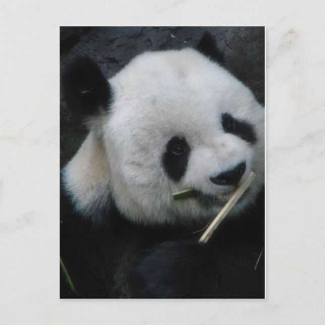 Carte postale : Panda mignon mangeant du bambou (Devant)
