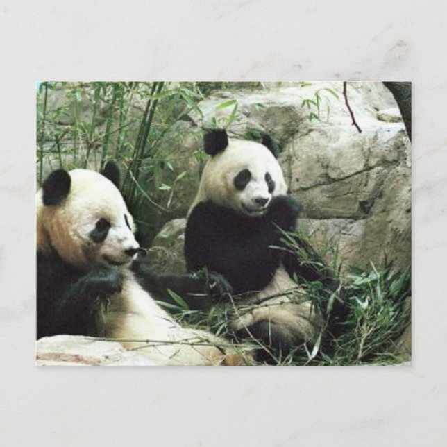 Carte Postale Panda ours manger et jouer (Devant)