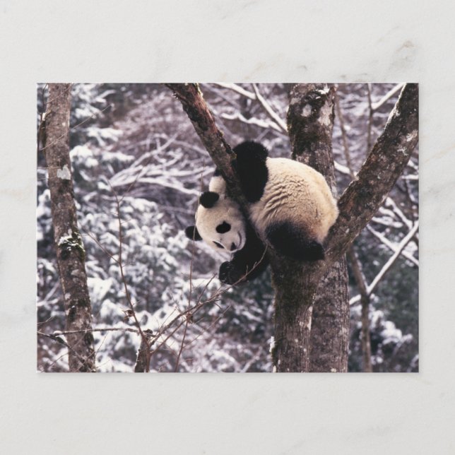 Carte Postale Panda petit jouant sur un arbre recouvert de neige (Devant)