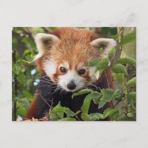 Carte Postale Panda rouge