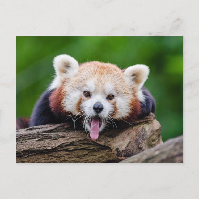 Carte Postale Panda rouge (Devant)