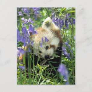 Carte Postale Panda rouge