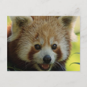 Carte Postale Panda rouge
