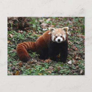 Carte Postale Panda rouge