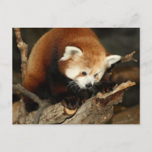 Carte Postale Panda rouge