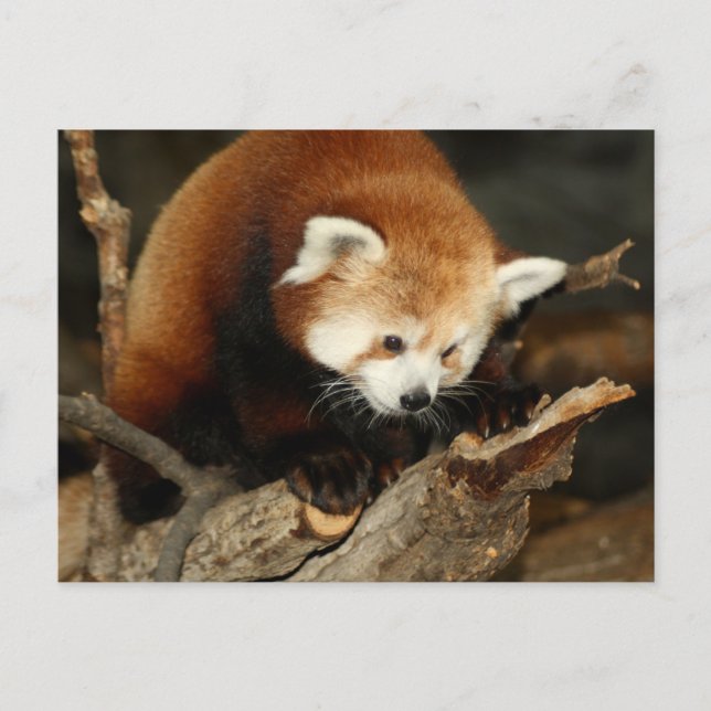 Carte Postale Panda rouge (Devant)