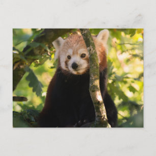 Carte Postale Panda rouge