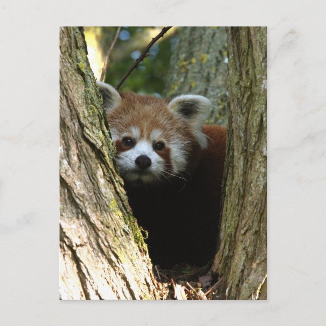 Carte Postale Panda rouge (Devant)