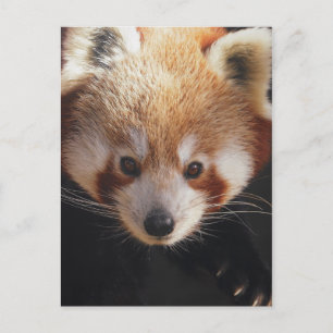 Carte Postale panda rouge