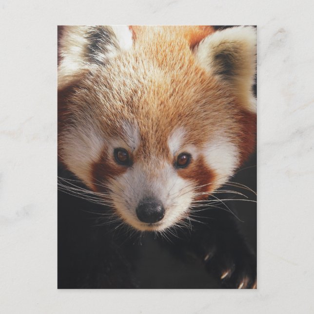 Carte Postale panda rouge (Devant)