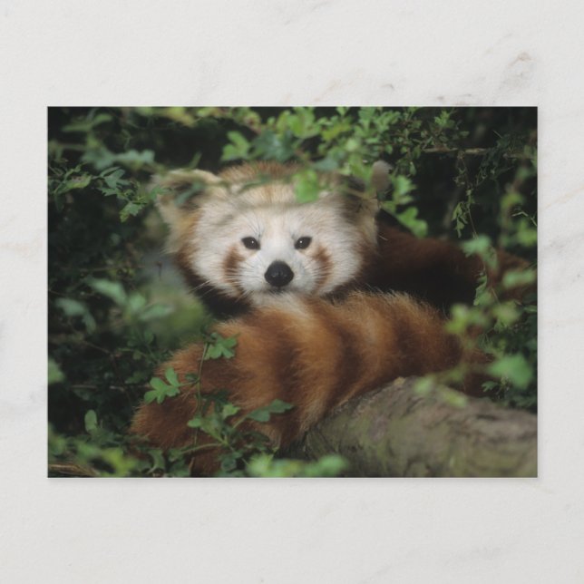Carte postale - panda rouge (Devant)