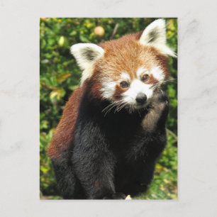 Carte Postale Panda rouge